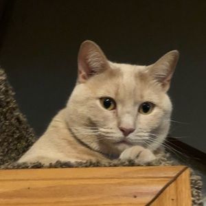 Meet your Posher, Addison